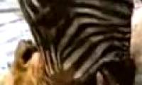 Video: the zebra strikes a unique way to drown the lion into the mud