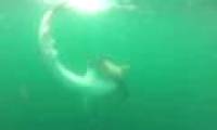 Video: Tiger sharks weigh nearly half a ton to kill the hammerhead shark that is over 2 meters long