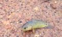 Video: Tilapia decides to go out to find a way home