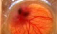 Video: Transparent eggshell helps to observe the embryo