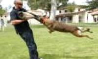 Video: US Special Command instructs how to deal with dog bites