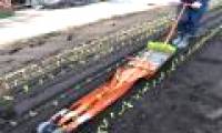 Video: Vegetable planters plant the bed for a few minutes