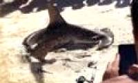 Video: Visitors 'give birth to' sharks