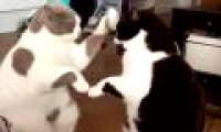 Video: Watch cats play clapping games in rhythm