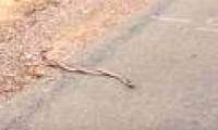 Video: Watch male snakes fighting for partners