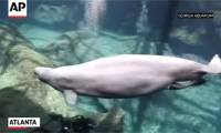 Video: Watch the moment of birth of the mother Beluga whale