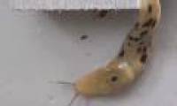 Video: Watch the slug crawl like a shot at a rate of 20-40 times normal