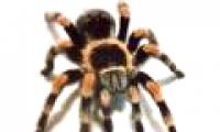 Video: What happens if spiders disappear?