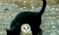 Video: White owl, black cat playing chase with each other