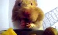 Video: Why can hamsters stuff so much food into their mouths?