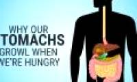 Video: Why does the belly make a cry when hungry?