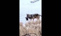 Video: Wolf rushes into the water to hunt beavers