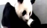 Videos rare panda care children like people