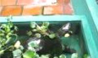 Vietnam donates precious turtles to Cambodia