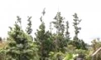 Vietnam establishes an endangered pine species conservation area