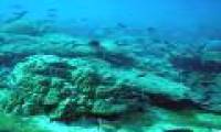 Vietnam faces unprecedented storms and floods if the coral reef is lost