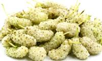 Vietnam has a precious plant rich in vitamin C, which helps control blood sugar and nourish the liver effectively