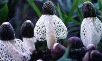 Vietnam has a rare mushroom that only lasts 10 hours and is sought after by China: Priced at millions per kilo!