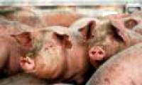 Vietnam has not had research on H1N1 swine flu