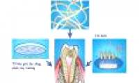 Vietnam isolated bone marrow stem cells