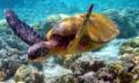 Vietnam marine ecosystem is seriously degraded