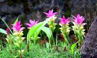 Vietnam owns a rare tuber that is hard to find in the world, only less than 10 countries can grow it.