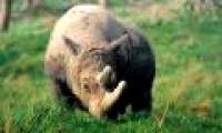 Vietnam permanently lost the rhino one horn