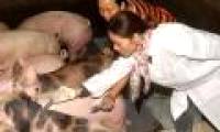 Vietnam promotes research to produce foot and mouth vaccine