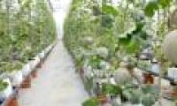 Vietnam will have 10 high-tech agricultural zones in 2020