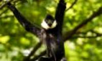 Vietnamese gibbons on the brink of extinction