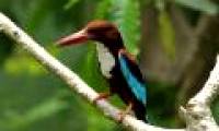 Vietnamese kingfisher beauty