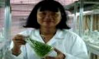 Vietnamese professors enrich the bank of precious rice genes