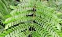 Vietnamese science propagates precious forest plants that treat liver cancer