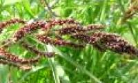 Vietnamese scientist finds the inhibitor of invasive weeds from rice husk