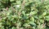 Vietnamese scientist found anti-cancer agent from spinach