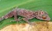 Vietnamese scientists discovered new geckos