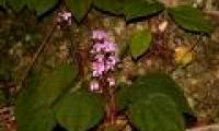 Vietnamese scientists publish new plants for the world