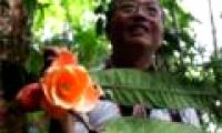 Vietnamese tea flowers are recognized by the world as new species