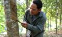 Vietnam-Japan cooperation in rubber processing