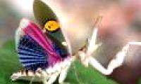 Vietnam's 'flying flowers'