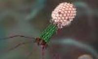 Viruses can 're-feed' bacteria