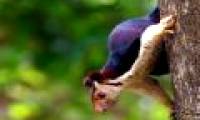 Visit the Indian forest to visit the most colorful squirrel on the planet: picturesque