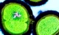 Vitamin B3 can help kill viruses