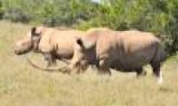 VN-South Africa is about to sign the MoU to prevent rhino horn trade