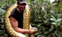 Voluntarily devoured the giant python Anaconda