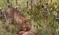 Vultures surround the looting of hunting leopards