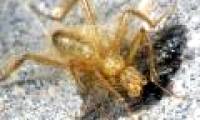 Walking flies rarely reappear in Africa