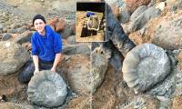 Walking on the sea, two students pulled strange creatures from the 'tomb' 115 million years
