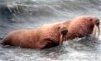 Walrus migrated massively from the North Pole to the United States