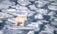 Warming in the Arctic will affect Vietnam